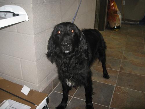 Mercedes-ADOPTED 4/2010