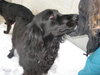 Mercedes-ADOPTED 4/2010