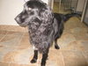 Mercedes-ADOPTED 4/2010
