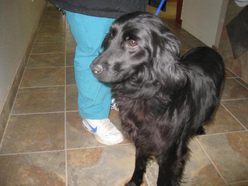 Porsche-ADOPTED 4/2010