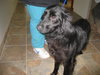 Porsche-ADOPTED 4/2010