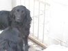 Porsche-ADOPTED 4/2010