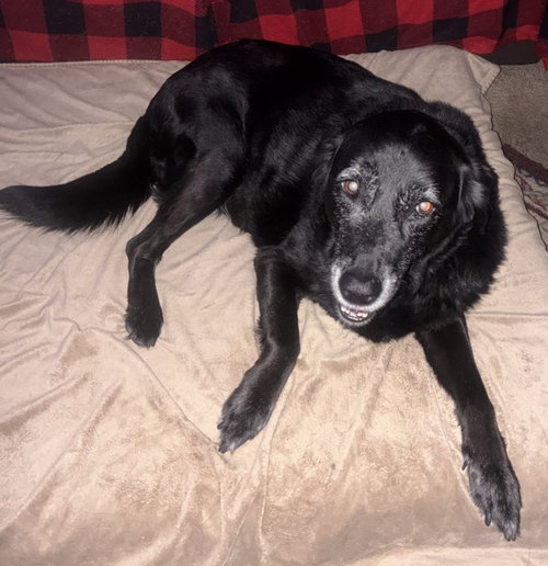 Photo 3 of Lilypad - ADOPTED