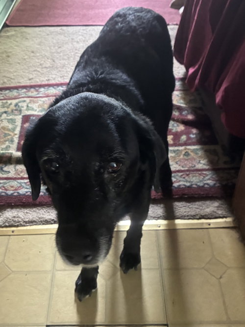 Photo 4 of Lilypad - ADOPTED