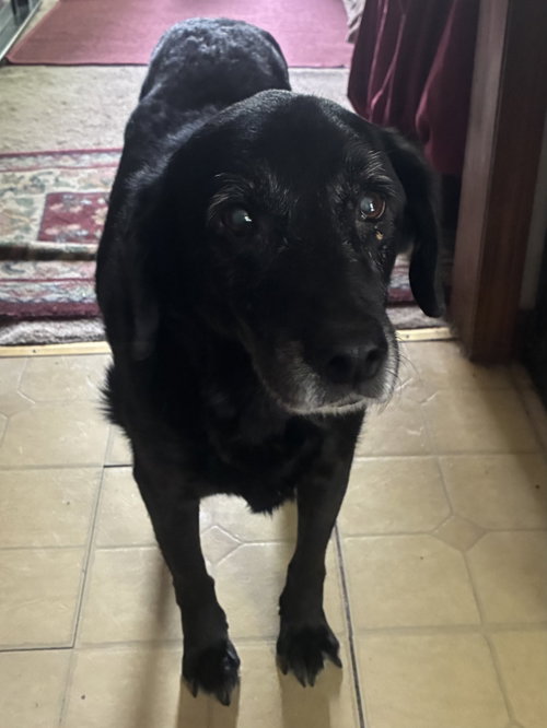 Photo 5 of Lilypad - ADOPTED