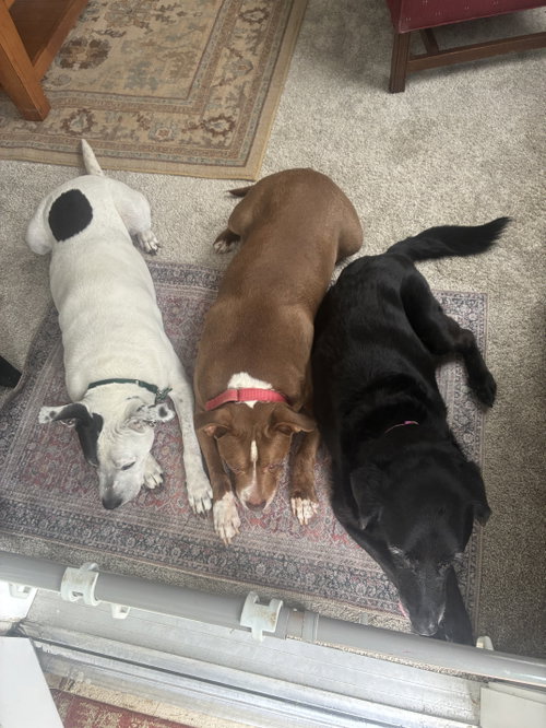 Photo 6 of Lilypad - ADOPTED