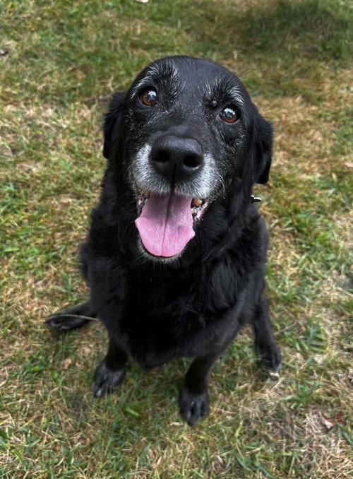 Lilypad - ADOPTED, a dog for adoption from Last Day Dog Rescue