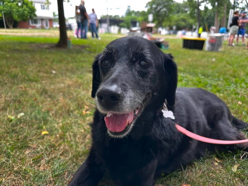 Photo 2 of Lilypad - ADOPTED