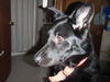 Toby - ADOPTED 04.30.10