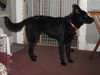 Toby - ADOPTED 04.30.10