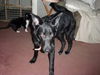 Toby - ADOPTED 04.30.10