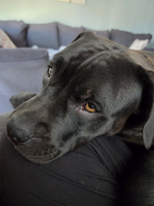 Junebug, an adoptable American Staffordshire Terrier in Livonia, MI