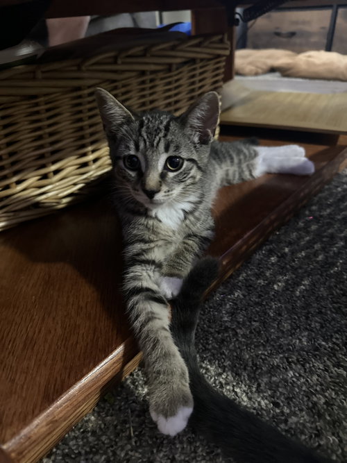 Eg Litter Pinto, Baby Domestic Short Hair, cat for adoption in Livonia, Michigan