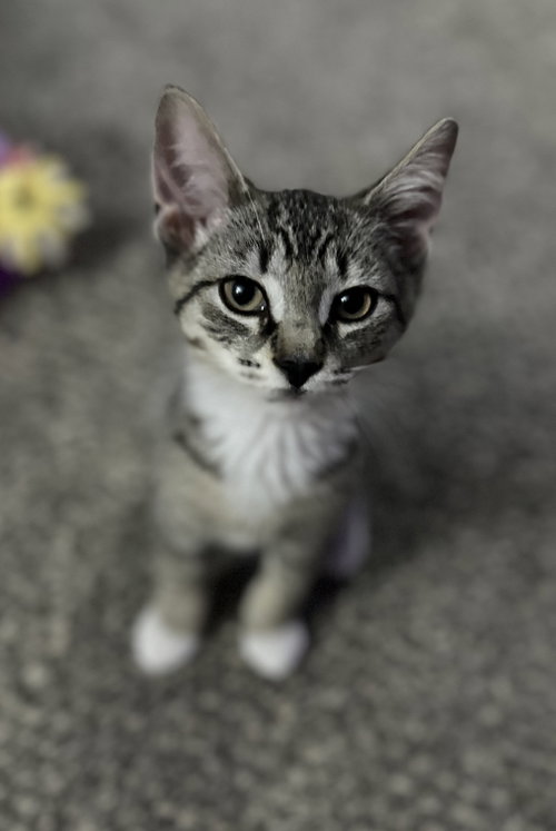 Eg Litter Lima, Baby Domestic Short Hair, cat for adoption in Livonia, Michigan