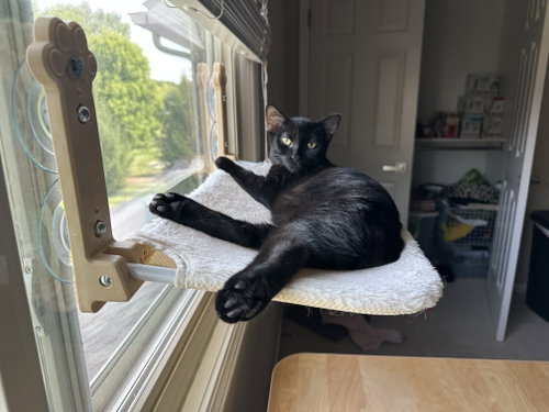 Eg Litter Fava, a cat for adoption from Last Day Dog Rescue