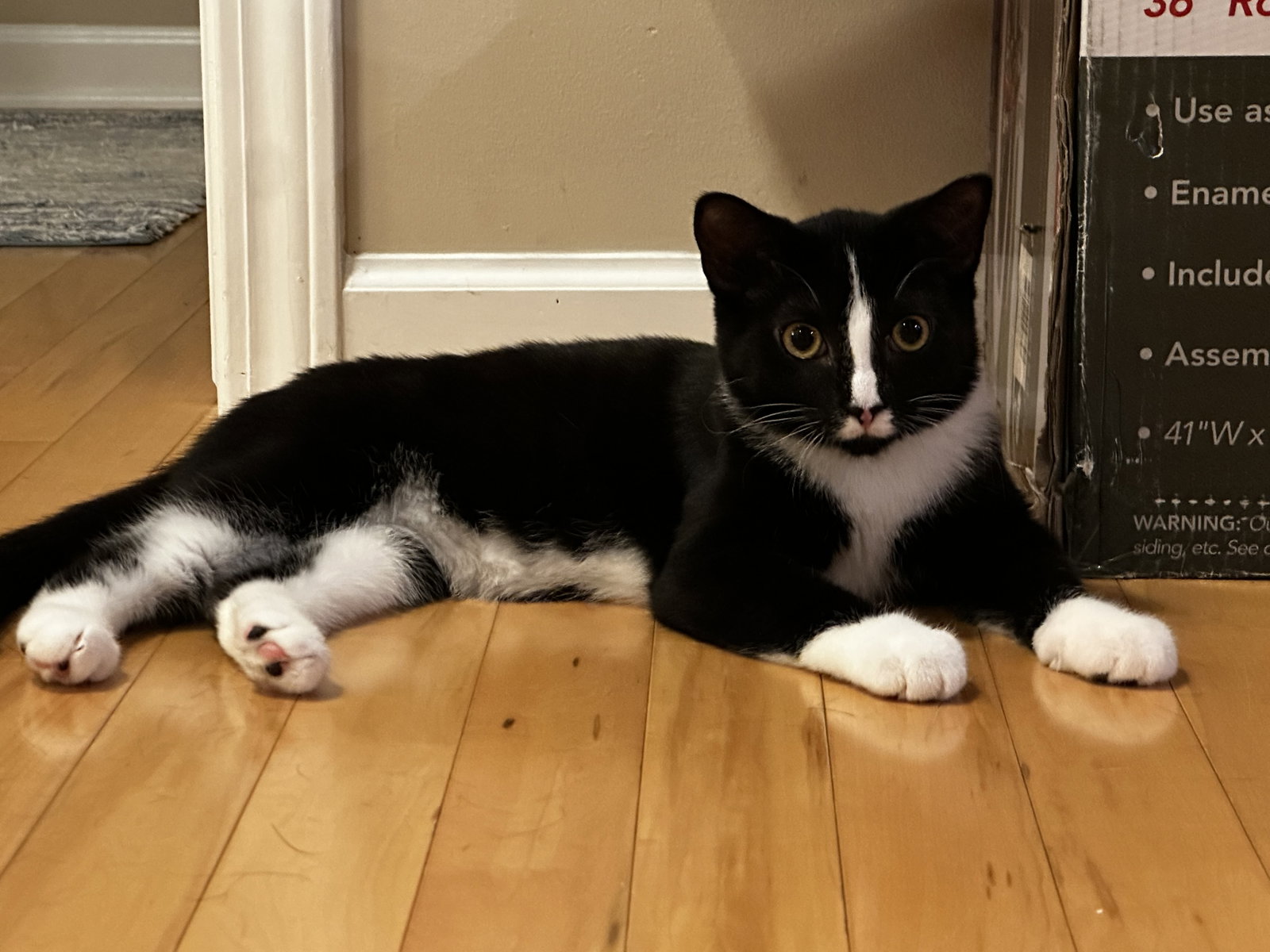 Eg Litter Navy, Domestic Short Hair