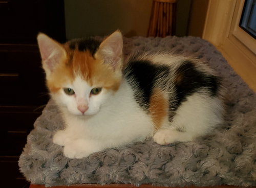 Fg Litter Cyndi