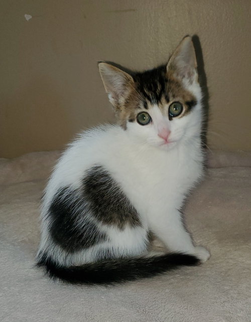 Fg Litter Cyrus