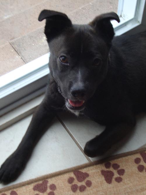 Donovan-ADOPTED