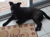 Donovan-ADOPTED