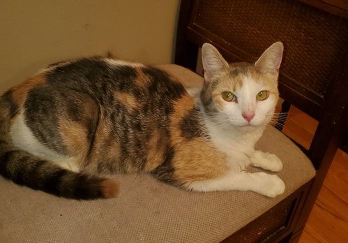 Fg Litter Charlotte (mom)