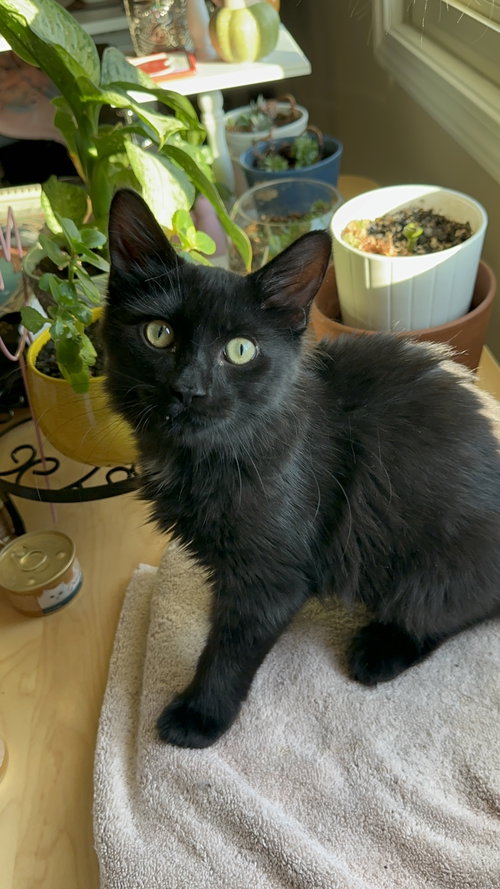 Gg Litter Rubis, a cat for adoption from Last Day Dog Rescue