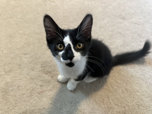 Gg Litter Perle, a cat for adoption from Last Day Dog Rescue