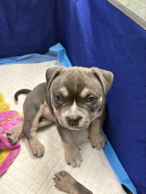 Gv Litter Shuri