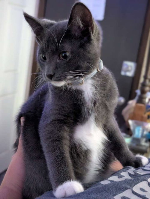 Photo 3 of Hg Litter Leonardo