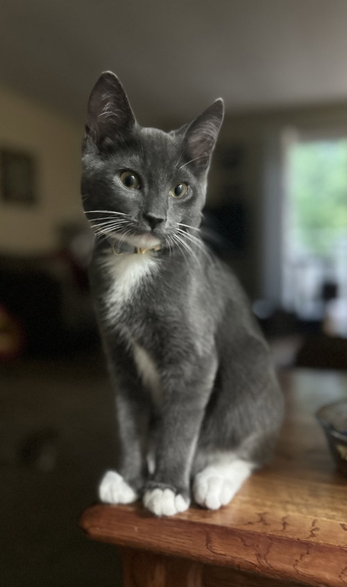 Hg Litter Leonardo, Young Domestic Short Hair, cat for adoption in Livonia, Michigan