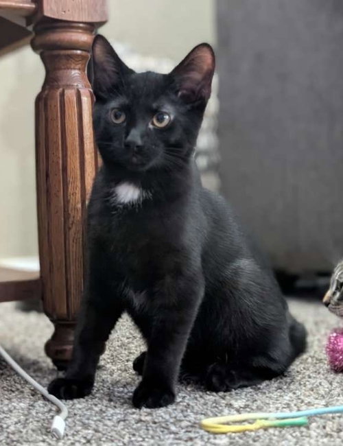 Photo 3 of Hg Litter Salem