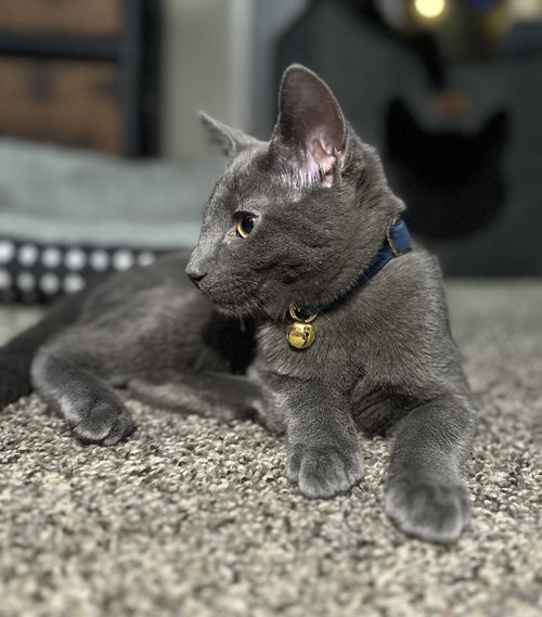 Hg Litter Arlo, Young Domestic Short Hair, cat for adoption in Livonia, Michigan