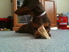 Strudel-ADOPTED