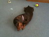 Strudel-ADOPTED