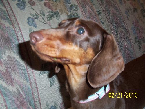 Strudel-ADOPTED