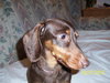 Strudel-ADOPTED