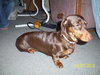 Strudel-ADOPTED
