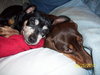 Strudel-ADOPTED