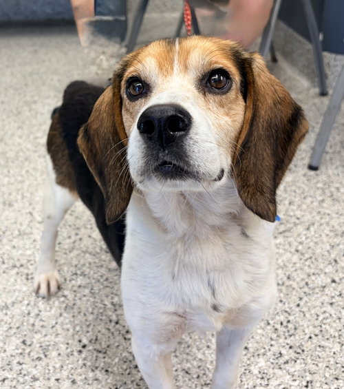 Chester, an adoptable Beagle in Livonia, MI