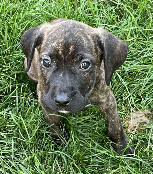 Iv Litter Malt, an adoptable American Pit Bull Terrier in Livonia, MI