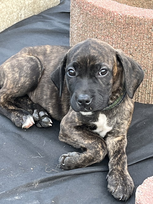 Iv Litter Mocha - ADOPTION PENDING, an adoptable American Pit Bull Terrier in Livonia, MI
