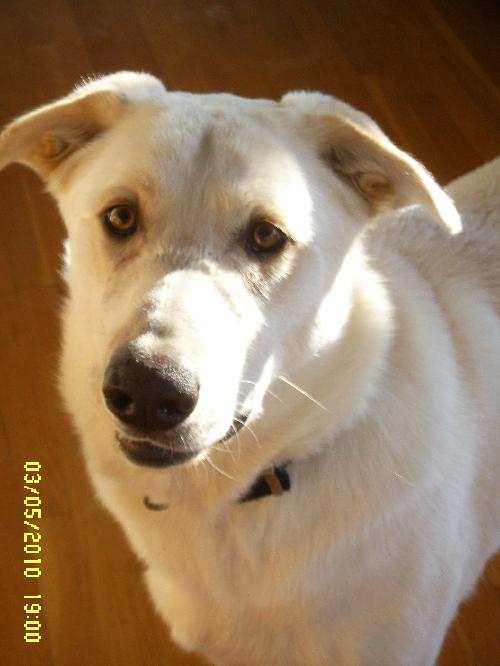 Moby - ADOPTED 01.21.11