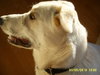 Moby - ADOPTED 01.21.11