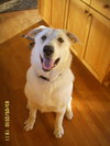 Moby - ADOPTED 01.21.11