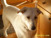 Moby - ADOPTED 01.21.11