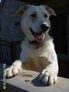 Moby - ADOPTED 01.21.11