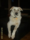 Moby - ADOPTED 01.21.11