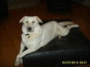 Moby - ADOPTED 01.21.11