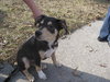Petey-ADOPTED 4/3/10