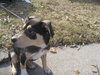 Petey-ADOPTED 4/3/10